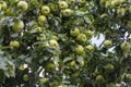 there are lots of apples in sour green apple tree,fruity apple tree,