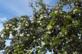 there are lots of apples in sour green apple tree,fruity apple tree,