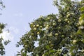 there are lots of apples in sour green apple tree,fruity apple tree,