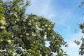 there are lots of apples in sour green apple tree,fruity apple tree,