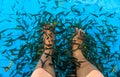 There are lots of therapy fish circling your feet