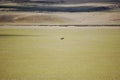 There is a lovely brown Tibetan donkey on the beautiful vast green prairie