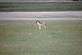 There is a lovely brown Tibetan donkey on the plateau meadow