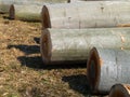 felled logs Royalty Free Stock Photo