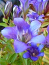 Gentian blossom