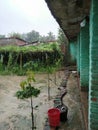 There are many advantages to growing vegetables in pots. In India and growing
