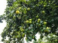 There are many apples growing on a large green tree. green, ripe, juicy and round apples hang from the branches. fruitful tree. Royalty Free Stock Photo