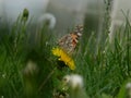 he fascinating creatures of nature is the butterfly