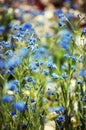 There are many beautiful blue dreamy flowers on the green grass