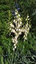 there are many beautiful white bell-shaped flowers on the long stem of the Yuki flower