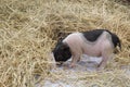 Picture There are many breeds of dwarf pigs that are now popularly raised for enjoyment. Royalty Free Stock Photo