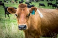 Cattle in New Zealand