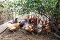 There are many different chickens in the chicken coop Royalty Free Stock Photo