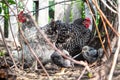 There are many different chickens in the chicken coop Royalty Free Stock Photo