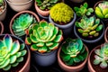 There are many different succulents on the windowsill in daylight. Top view of indoor plants. Generative AI. Royalty Free Stock Photo