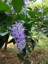There are many different types of flowers in Sri Lanka. This variety is a special type of flower