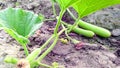 Gourd fruits creeper