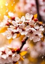 there are many drops of water on the flowers of the tree, beautiful wallpaper, golden theme, falling cherry blossom petals, the Royalty Free Stock Photo