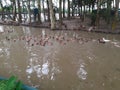 There are many ducks at kahalu upazila in bogura. Royalty Free Stock Photo