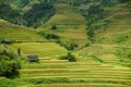 The scenery of terraced fields in Mu Cang Chai in the ripe rice season