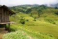 The scenery of terraced fields in Mu Cang Chai in the ripe rice season