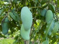 There are many fresh mangos on the tree. Royalty Free Stock Photo
