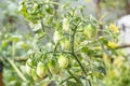 There are many green Cherry tomatoes or Lycopersicon esculentum on the tree Royalty Free Stock Photo