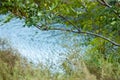 There are many green plants along the quiet river in the morning Royalty Free Stock Photo