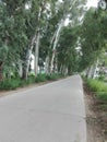 The large and long havey trees on the side of road