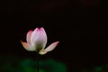 The lotus in bud is in front of the dark background