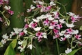 There are many miniature, multi-colored red and white flowers on the Orchid branch. Royalty Free Stock Photo