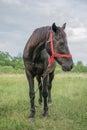 There are many parasitic insects, flies on the horse`s body and eyes. Horse used on the farm.