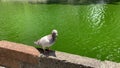 A group of pigeons rest next to the square looking for food and drying their wings