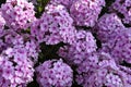 There are many pink flowers of the paniculate phlox on the bush in summer. A scattering of pink small flowers