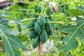 There are many raw papayas on the tree. It is a popular fruit used to make papaya salad and is a famous food of ThailandThere are