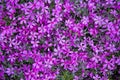 There are many small pink bright phlox flowers in the spring in the garden. Bright smooth beautiful background