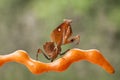 The Beautiful Pose of the Mantis Royalty Free Stock Photo