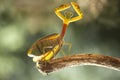 The Beautiful Pose of the Mantis Royalty Free Stock Photo