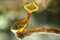 The Beautiful Pose of the Mantis Royalty Free Stock Photo