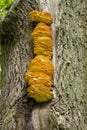 A Ladder Of Mushrooms (Polypores) Close-Up