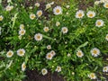 There are many white, beautiful chamomiles in the flowerbed Royalty Free Stock Photo