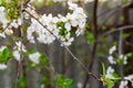 There are many white flowers on the cherry tree. Fluffy delicate petals on thin twigs and green leaves.