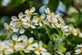 There are many white flowers on the cherry tree. Fluffy delicate petals on thin twigs and green leaves.