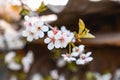 There are many white flowers on the cherry tree. Fluffy delicate petals on thin twigs and green leaves.