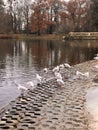 there are many white seagulls on the river bank in the city park