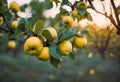 there are many yellow apples growing on the trees outside of the woods Royalty Free Stock Photo