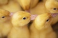 There are many yellow fluffy ducklings Royalty Free Stock Photo