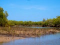 is a massive mangrove forest on the shore of the bay. Miandrivazo, Madagascar