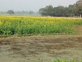 There is a masterd crop with flowers in India Royalty Free Stock Photo