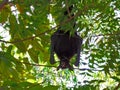 A black flying fox or fruit bat hanging upside down in a tree. Darwin NT Australia Royalty Free Stock Photo